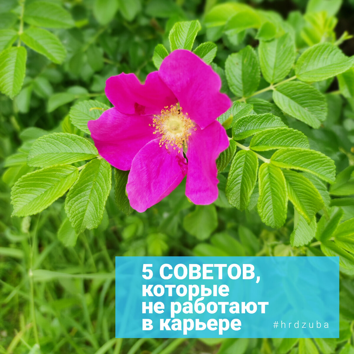 Карьерный консультант Юлия Дзюба https://www.hrdzuba.ru/