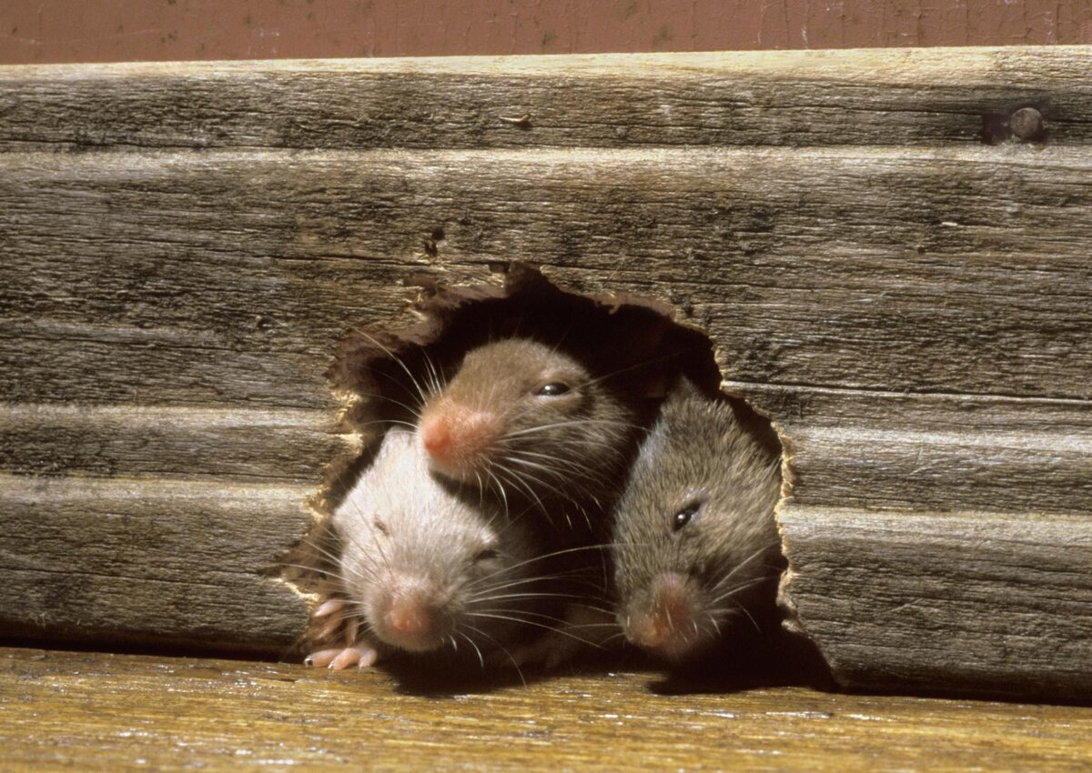 Мыши обгрызли. Мыши в доме. Дом мышки. Мышь и крыса. Домик для грызуна.