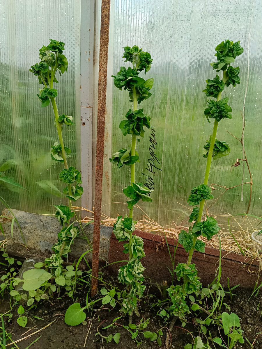 Ствол Палки