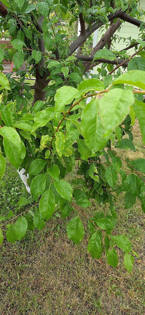 Вишня под дождем. Можно даже рассмотреть капельки. 🍒🌧🍒🌧🍒