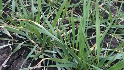 UniferX | Питание растений | А как Вы представляете работу агронома? # ...