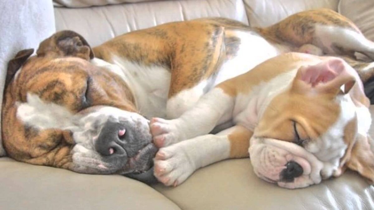 Собаки вместе спят. Спящий щенок. Спящие щенки. Сон животных.