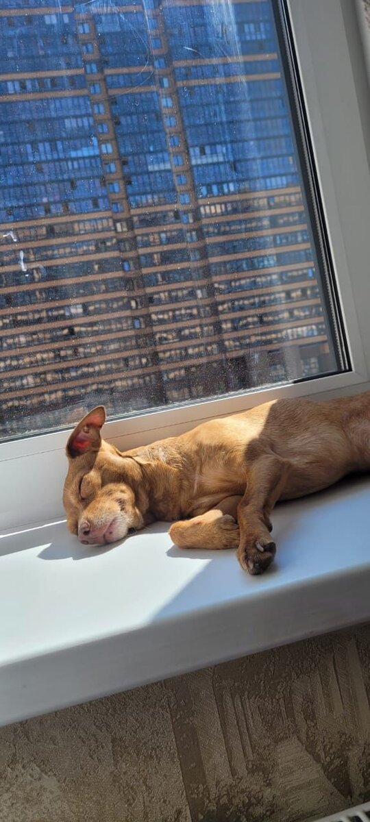 Греюсь на солнышке. Фото сделано владельцем канала. 