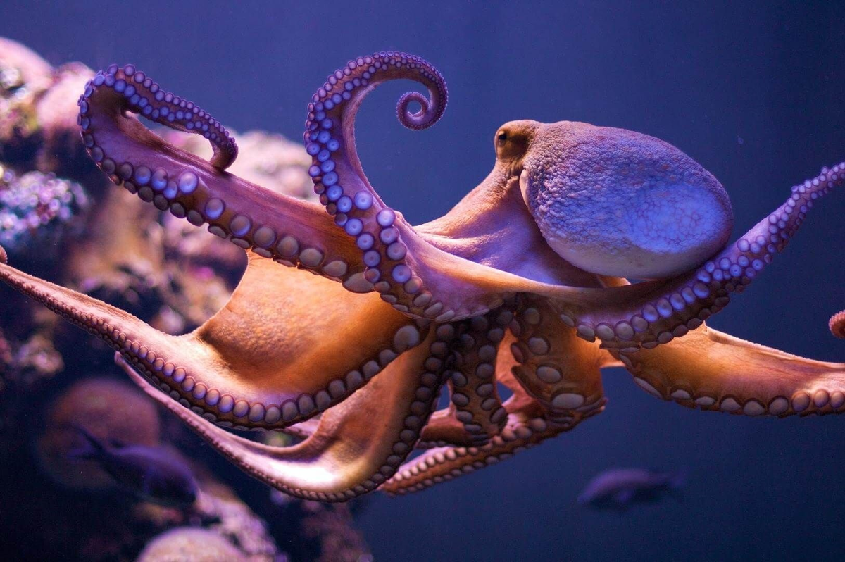 Гигантский осьминог водится в Тихом океане. Фото из Интернета