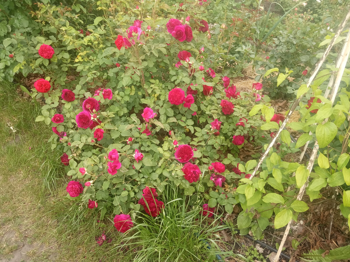 Манстед Вуд