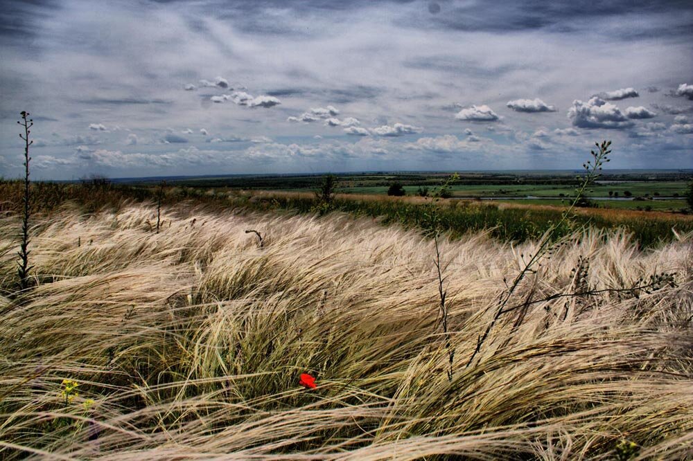 ковыль степной. ковыль (stipa). ковыль перистый stípa pennáta. ковыль в снегу. ковыль перистый (stipa pennata l.