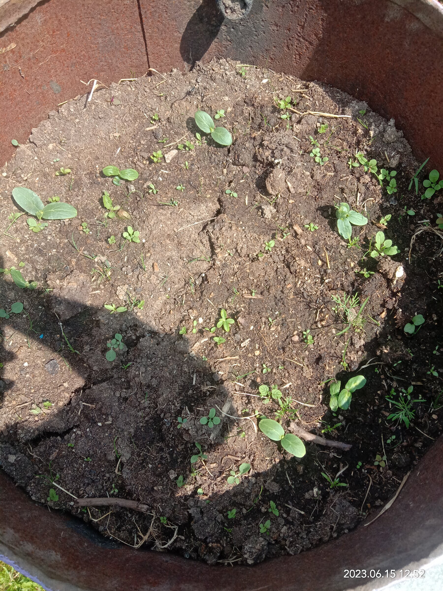 Вот такие огурчики у меня) 