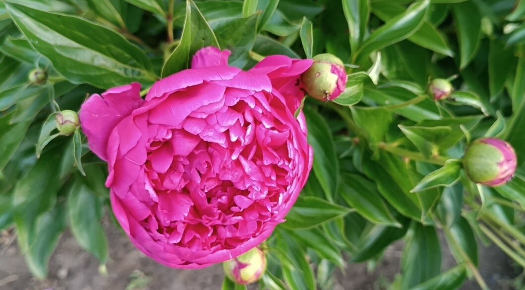 Пион розовый