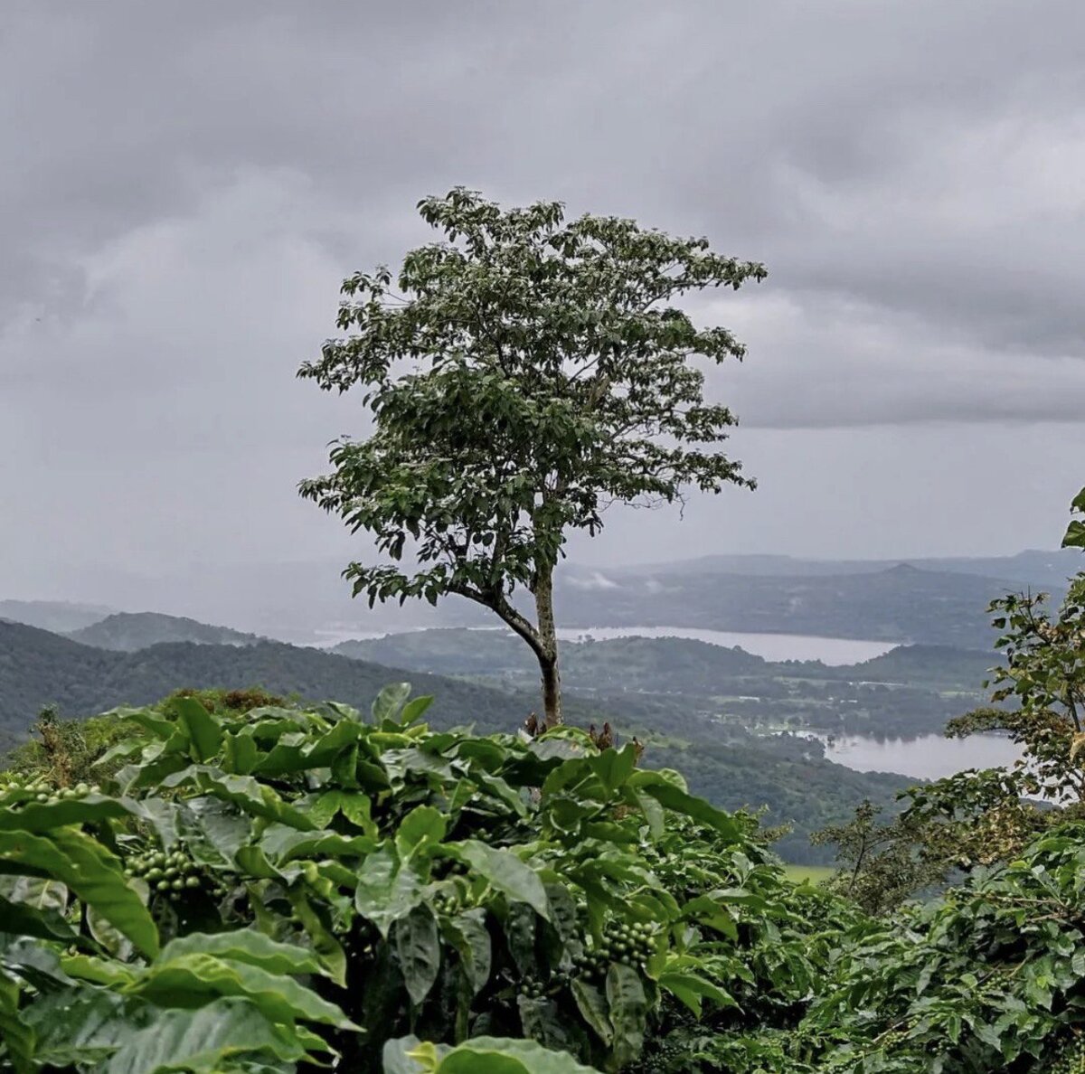 Вулканистая почва, высотность и тень – самые распространенные условия выращивания кофе в стране.