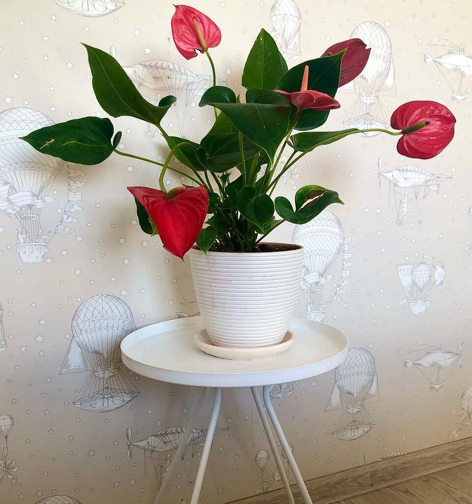    Соцсети блогера olga_flowers_spb