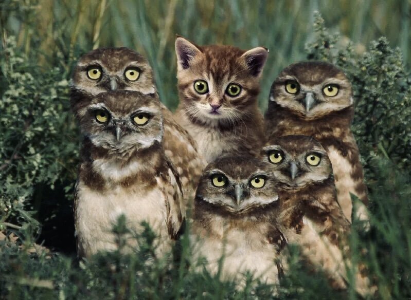 Фото больше для улыбки. Уж очень серьёзная тема. Люди с шестёркой в расчётах отличаются от родных мастью. Это не кошки среди сов. Это белые голуби среди сизых 🕊 … Яндекс фото 