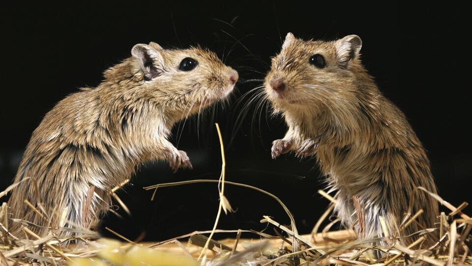 Фото: © Global Look Press/imagebroker/Alfred Schauhuber