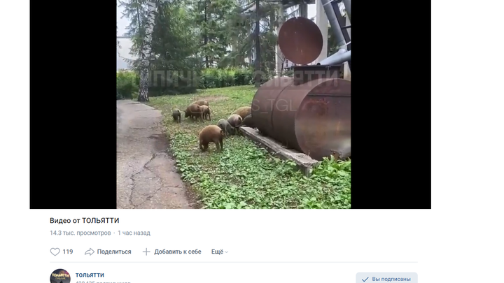 ФОТО: СКРИНШОТ СООБЩЕСТВА ВК ТОЛЬЯТТИ