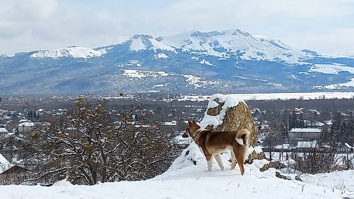 Зимняя прогулка в горах с Хантером