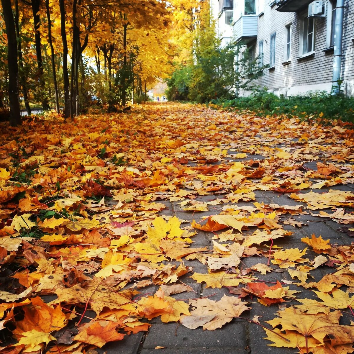 фото из личного архива. Это осень в п. Кузьмоловский ЛО