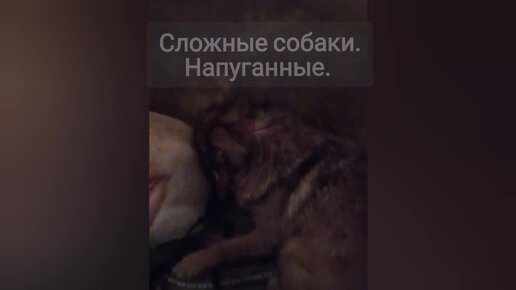 Собаки настолько напуганы, что даже на прогулке просто лежат