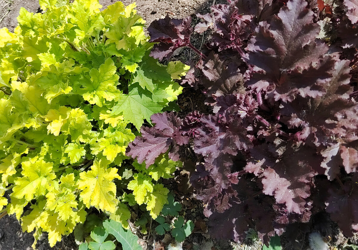 Гейхеры. Фото автора