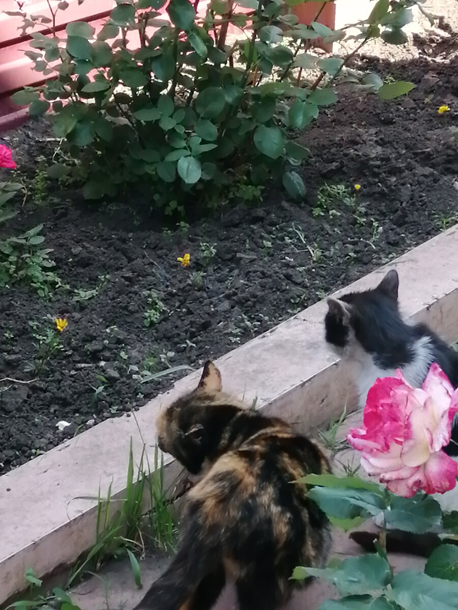 Сладкая парочка. Где я, там они. Фото автора