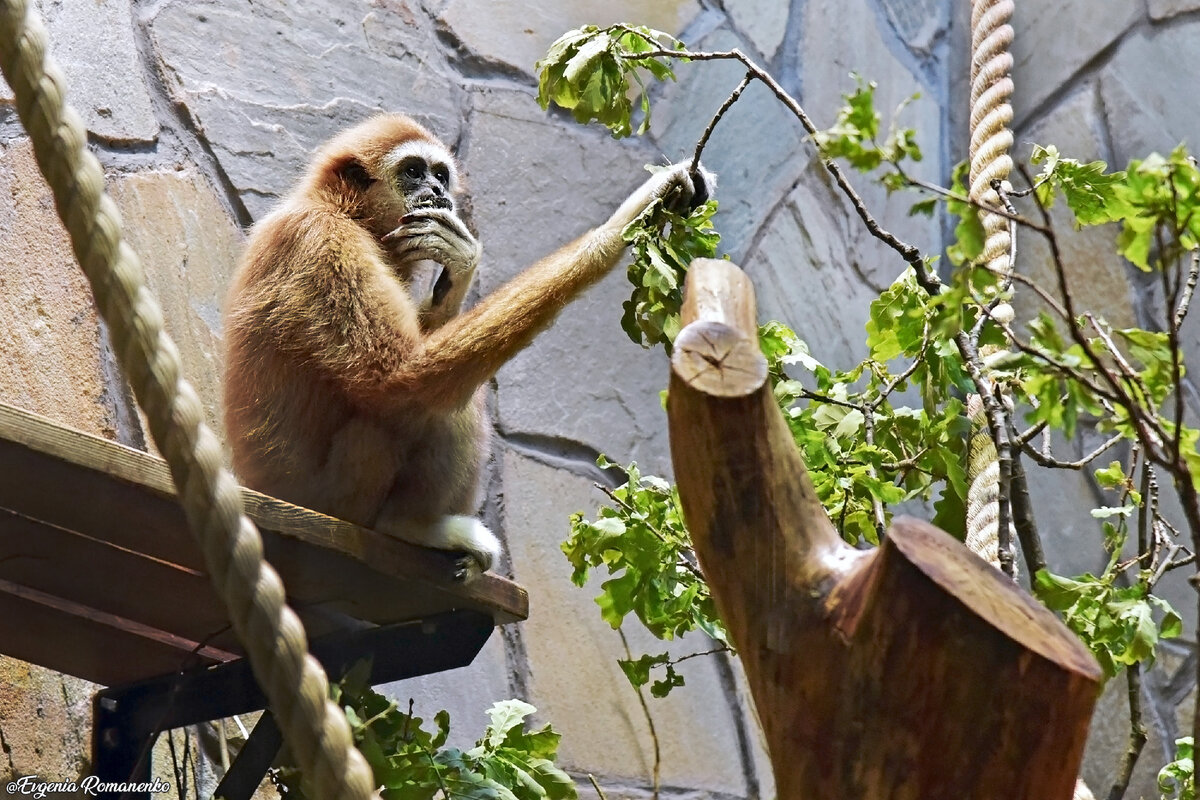 Лучше буду "грузить" фотографиями :) Начну с портрета местного мыслителя - белорукого гиббона. 