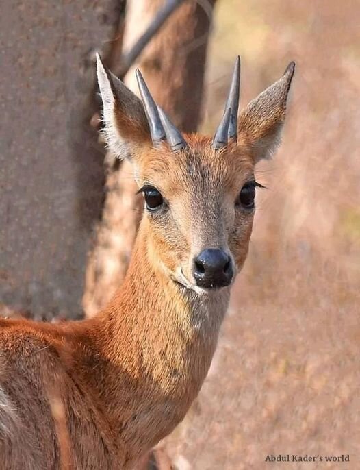  ­В Индии обитает маленькая, но неповторимая антилопа. Это единственная в мире антилопа с 4 рогами. Она так и называется – четырёхрогая антилопа, на латыни Tetracerus guadricornus.