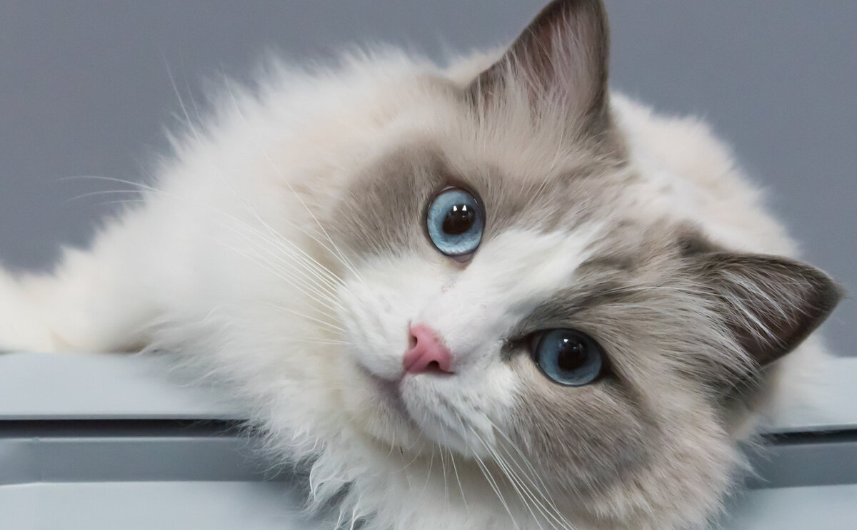 Рэгдолл котик