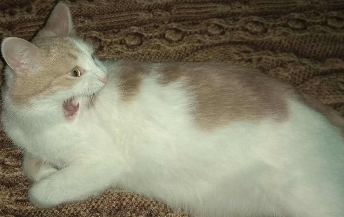 Когда узнал о том, что не можешь купить любимую игру на распродаже