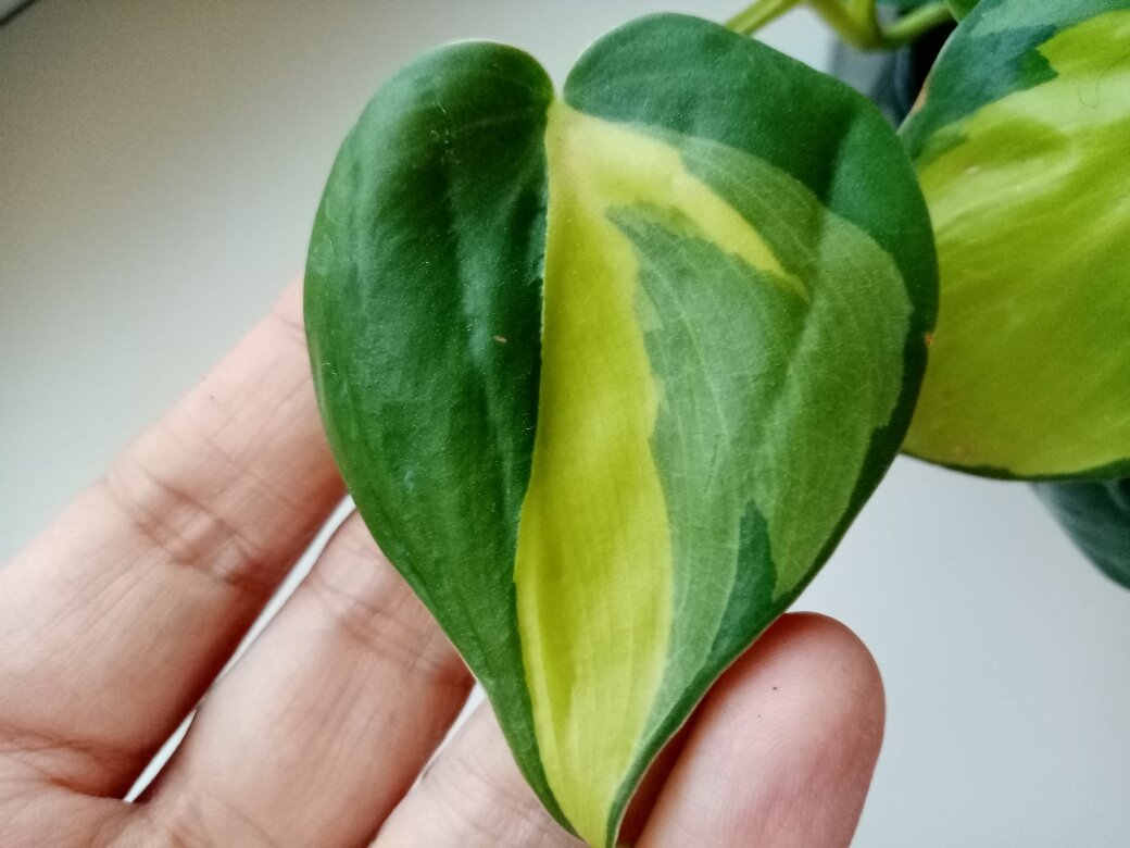 Три оттенка зелёного на листе. Фото автора