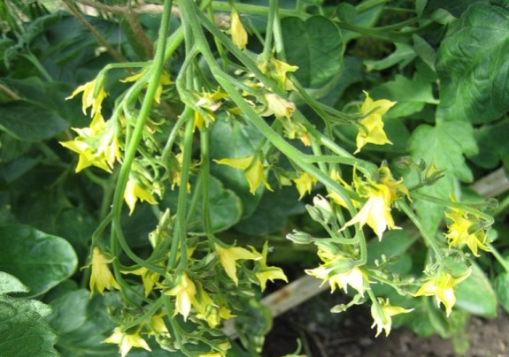 Сложное соцветие у томата