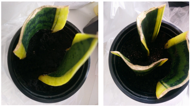 вид черенков в день посадки 24.03.23