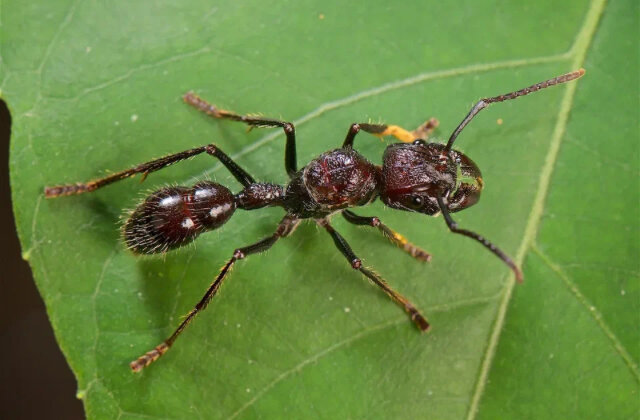 Муравей пуля 