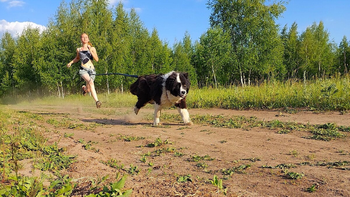Наличие собаки, с которой можно бегать (или, если «по-умному», заниматься каникроссом), не только мотивирует, собственно, вообще заниматься спортом (как и просто наличие собаки мотивирует выходить на