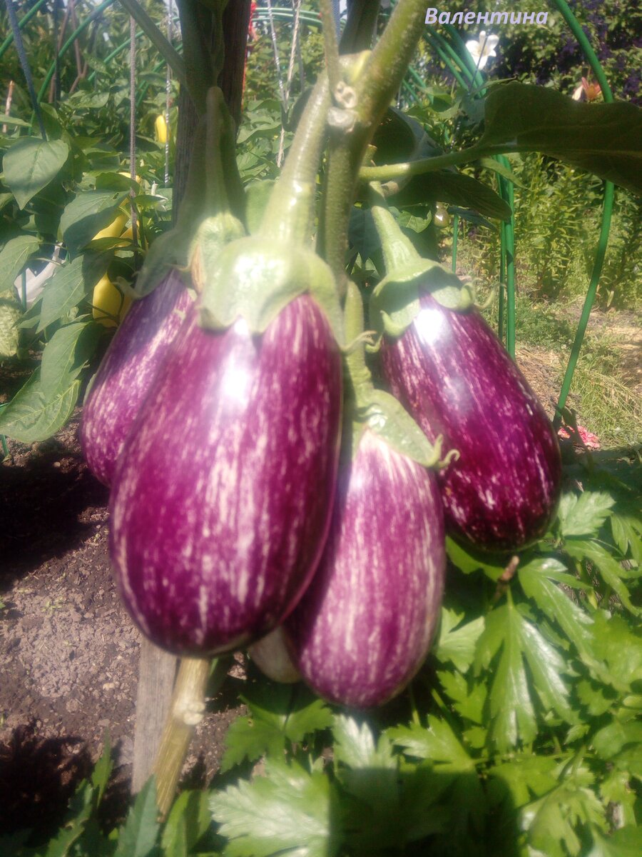 Сорт "Лейре". Посадка 2022 года.