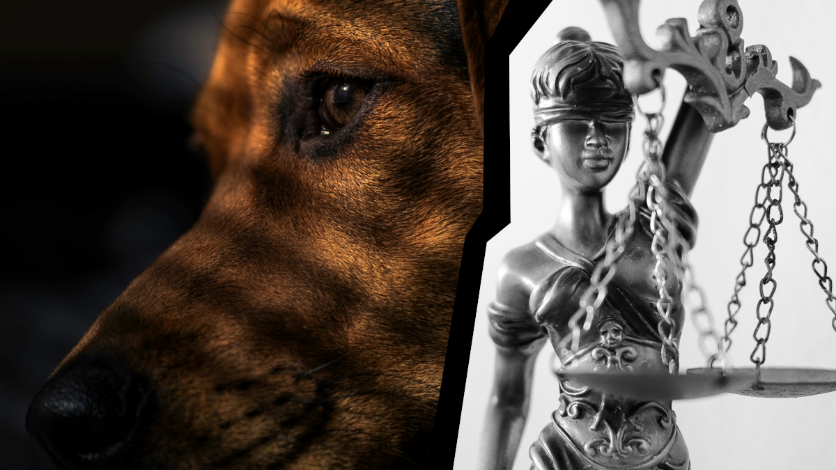 Закон о защите животных: штрафы, наказания, ответственность