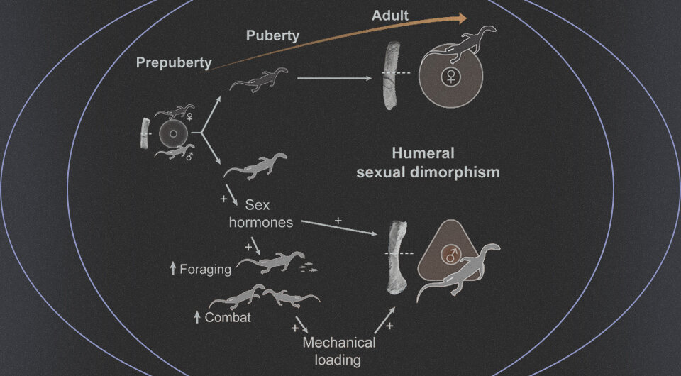   Коллаж N + 1. Источник: Qiang Li et al. / Current Biology, 2023