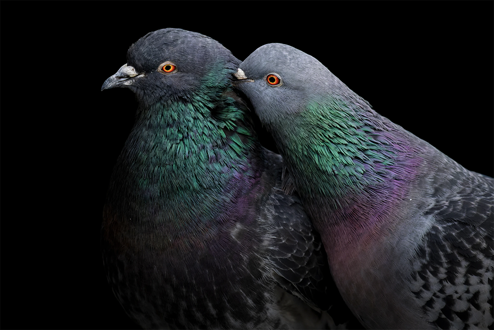    Фото: Liron Gertsman/Audubon Photography Awards