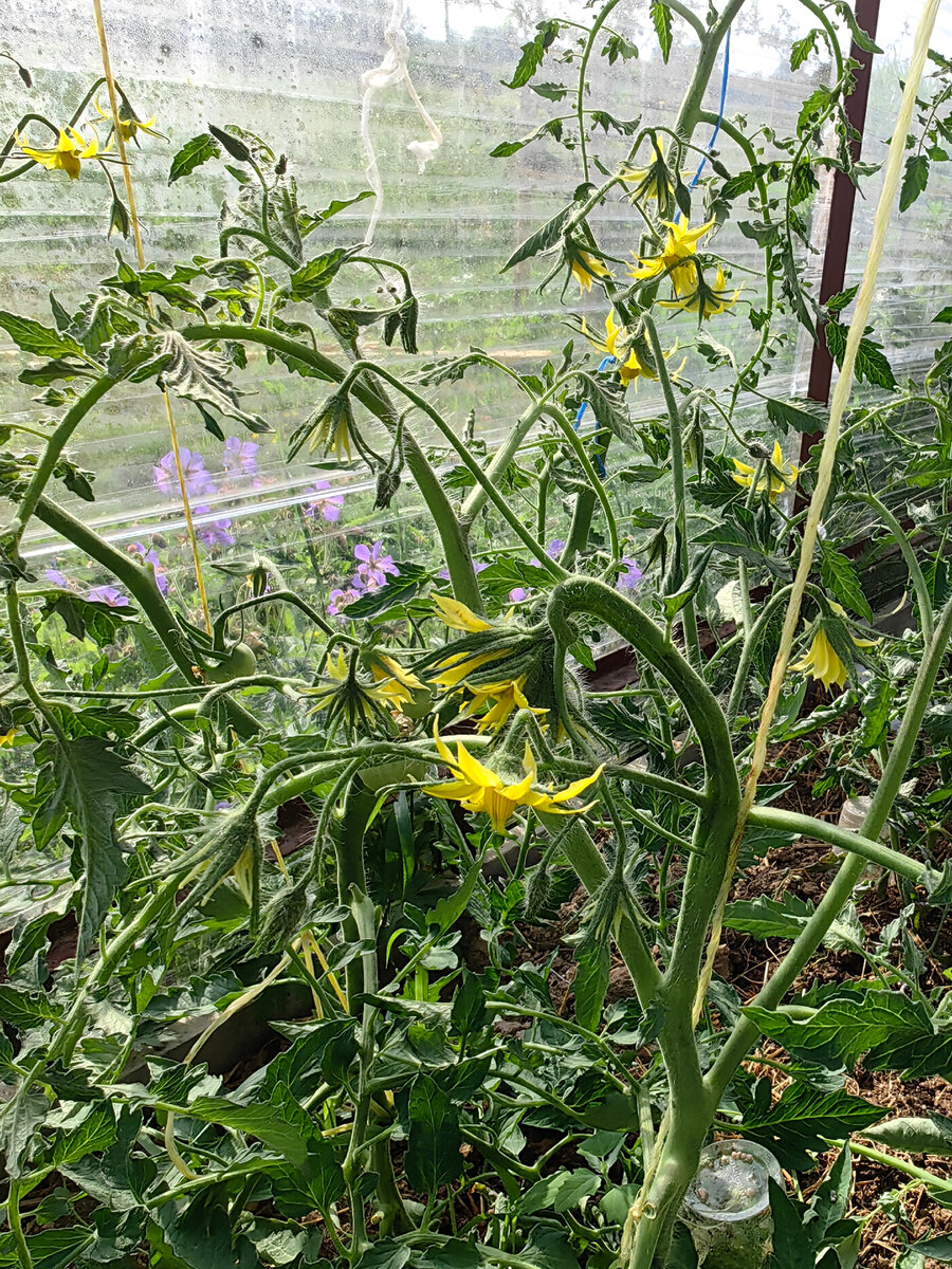 Утолщение стеблей и листьев