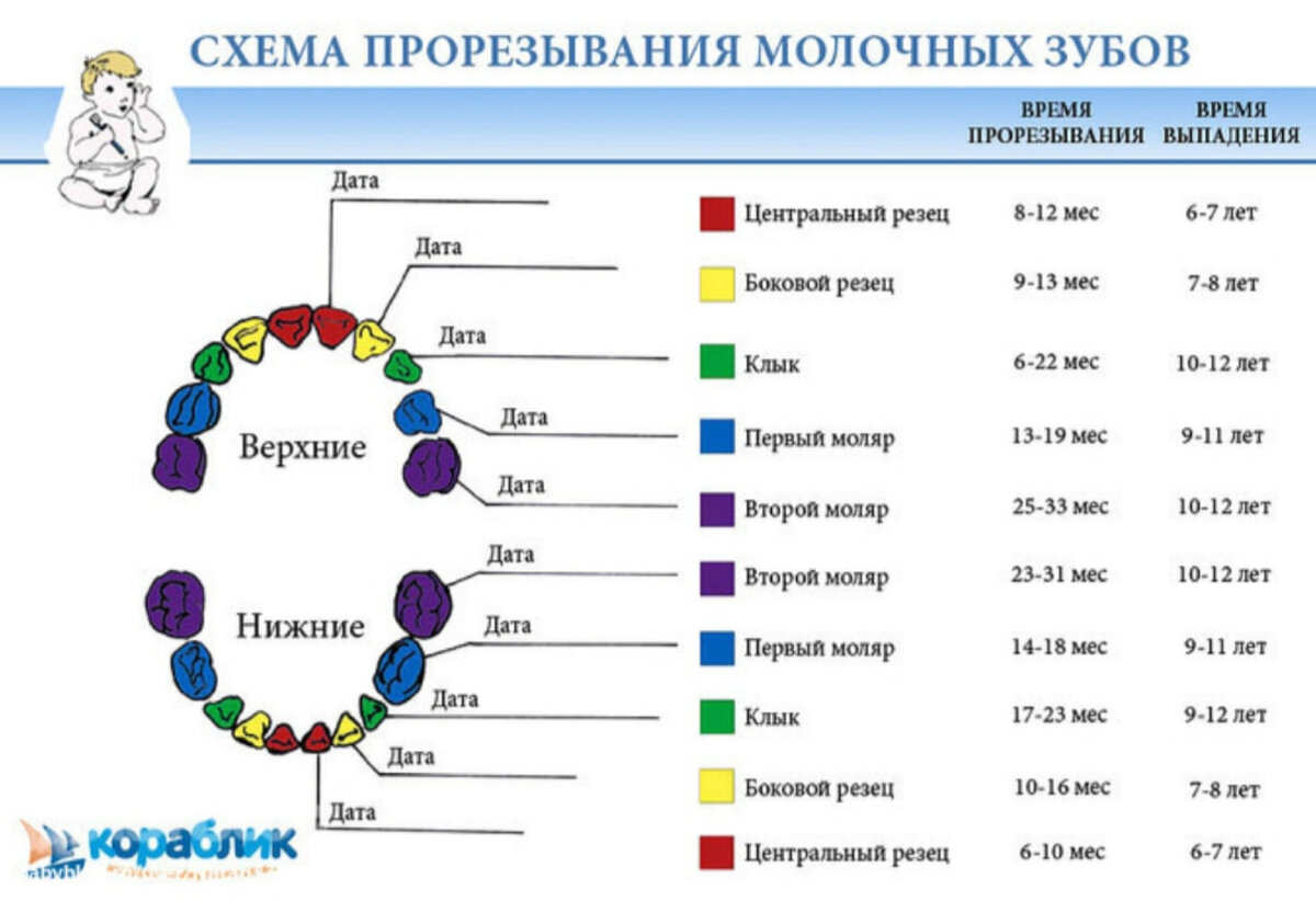 Схема роста зубов у детей по возрасту таблица