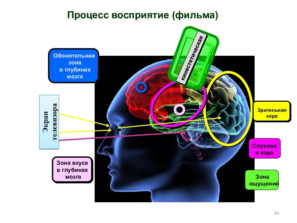 Развитый также. Восприятие. Системный механизм восприятия. Процесс восприятия. Восприятие мозга.