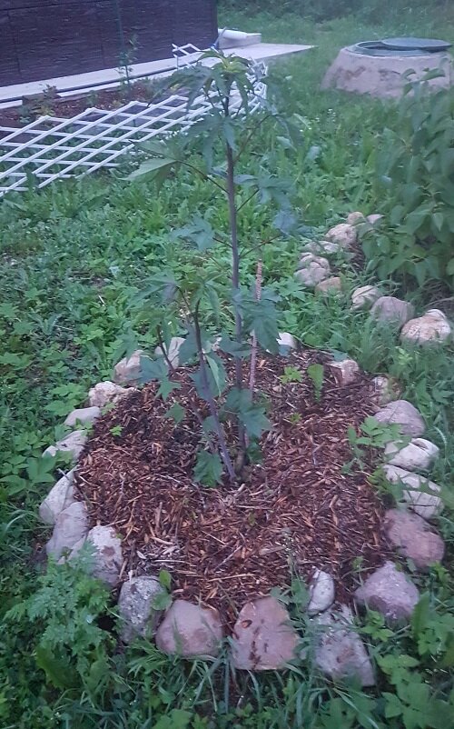 Фото автора