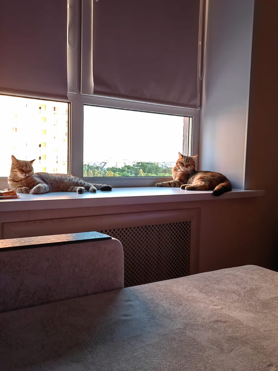 Кошачья идиллия.