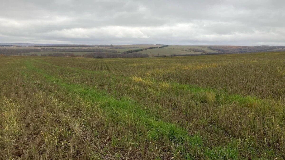     В министерстве сельского хозяйства и продовольствия заявило, что общая площадь зараженных борщевиком Сосновским территорий в Татарстане превысила 2,4 тысячи га. В сравнении с 2021 годом наблюдается увеличение. Об этом пишет РБК.