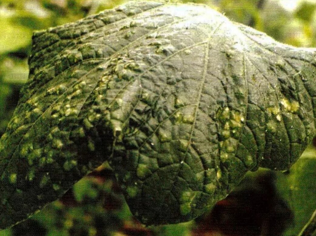 Зеленая крапчатая огуречная мозаика. Мозаичность листьев. Угловатая пятнистость огурца. Мозаичная пятнистость роз. Яблони болезни мозаичная болезнь.