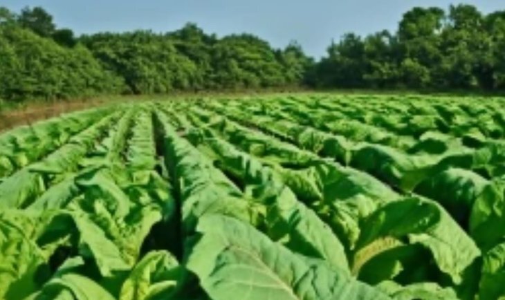    Партию табачного сырья из Индии с опасным вредителем остановили сотрудники Россельхознадзора