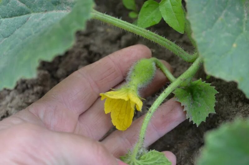 Дыня растет.