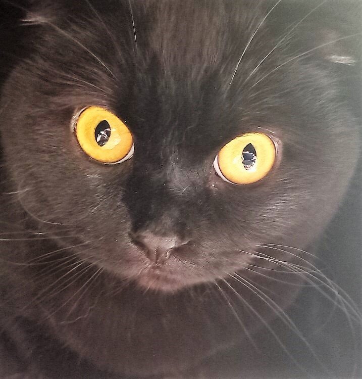 За фото Пряника благодарю Марину АБРОЧНОВУ)