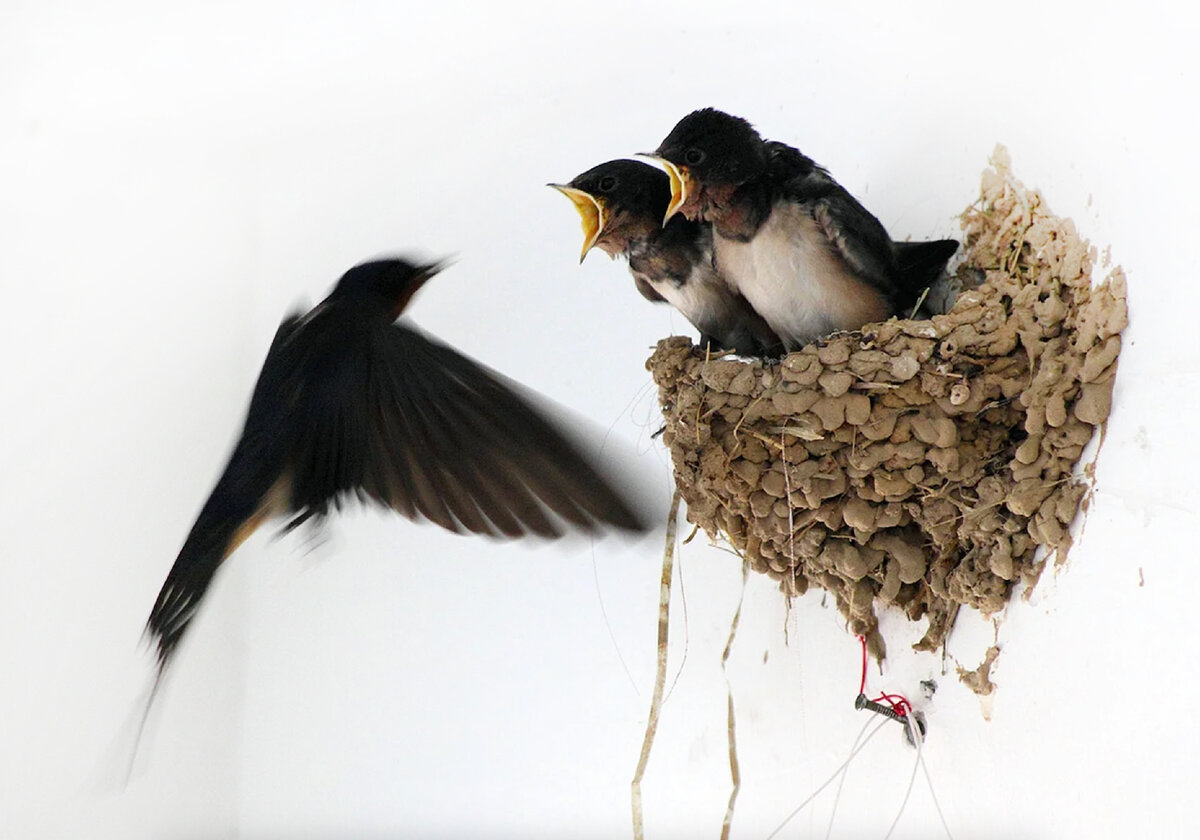 как сделать гнездо для птиц | Дзен