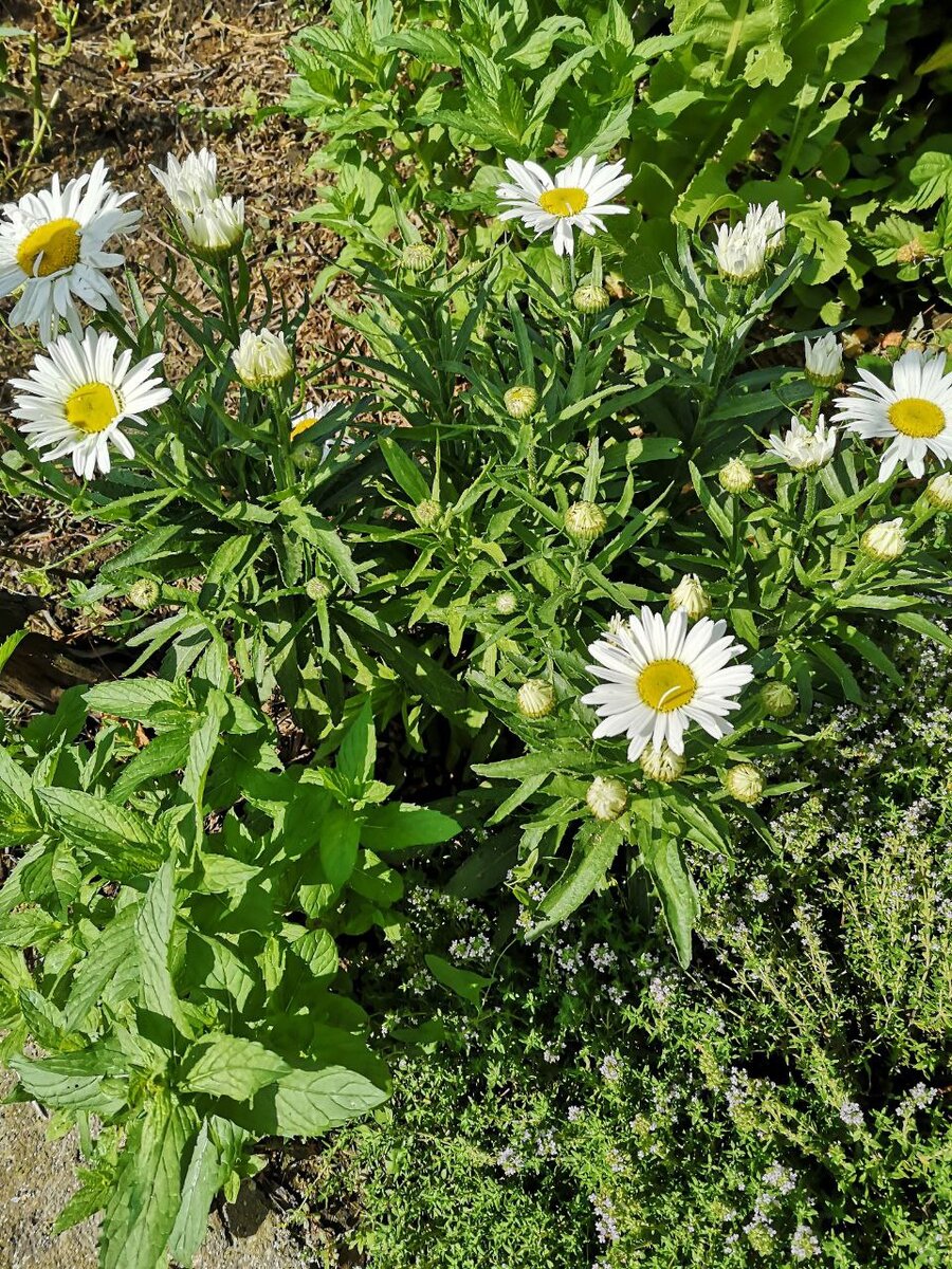 Ещё один сорт, у которого на одном стебле формируется много цветов