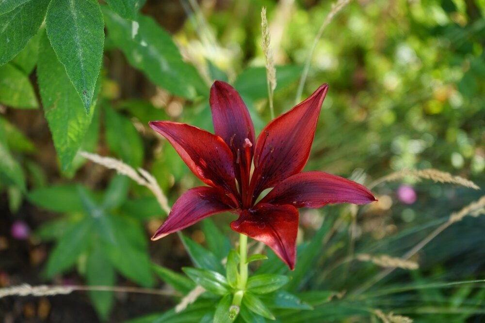    Если лилии не цветут или цветут плохо, нужно искать причину