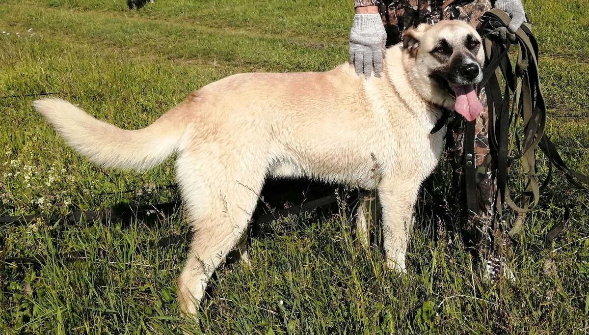 Гектор- красавец 