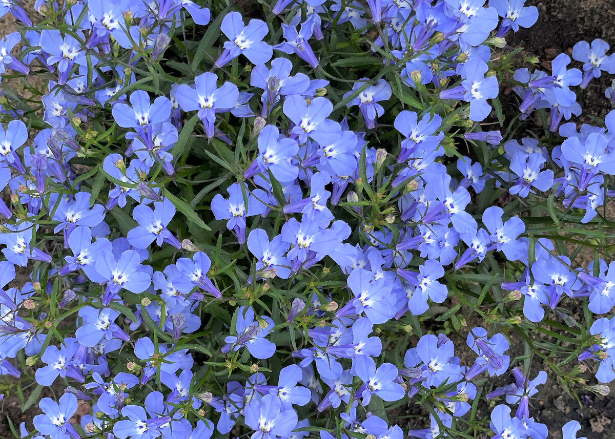 Вот такая голубая надежда, как эти цветочки. Июнь 2023г. Москва.